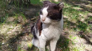 💔Бездомный умирающий кот жалобно смотрел на людей😢ему некуда идти и просить помощи Saving the cat