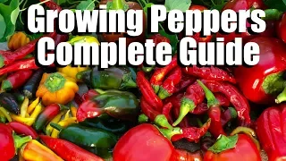 How to Grow Peppers from Seed to Harvest // Complete Guide with Digital Table of Contents