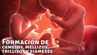 ¿Cómo se forman los gemelos, mellizos, trillizos y siameses?🧬