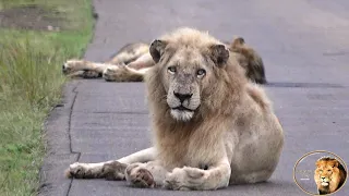 The Most Beautiful Lion In The Wild