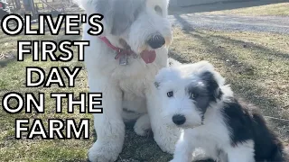Old English Sheepdog Puppy Finds a New Home on Our Farm