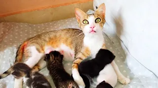 The full story of the rescued mother cat and her 5 little kittens from day 1 to day 40