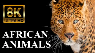 WILD AFRICA 8K ULTRA HD – Legendary African Animals
