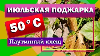 50°C и два месяца без дождей. Растения в саду. Паутинный клещ на розах. Чем обработать?