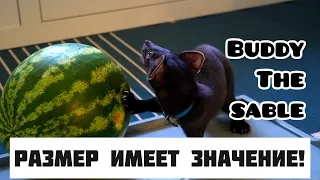 Арбуз и домашний соболь Бадди pet sable Buddy and watermelon 🍉