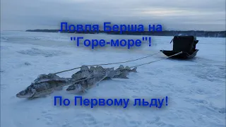 Ловля Берша на " Горе-море" по Первому льду!