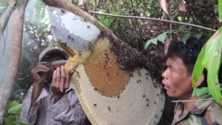 Сбор меда от диких лесных гигантских пчел в Камбодже! Сollecting honey from wild bees in Cambodia
