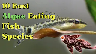 10 Best Algae Eating Fish for Aquarium That Keep Your Aquarium Crystal Clear