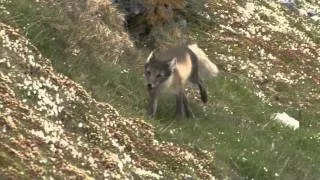 Arctic Fox Moves Her Cubs