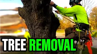 Complete Tree Removal From Start To Finish $1,800 in 2 hours (This Dude Doesn't Play Around)