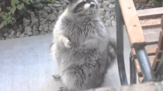 Rabid Raccoon