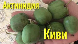 Домашние киви. Актинидия Киевская Крупноплодная, Иссаи (двудомная), Кенс Ред, Ананасная.