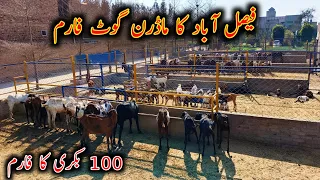 OutClass Modern Goat Farming Setup In Faislabad - Modern Goat Farming In Pakistan