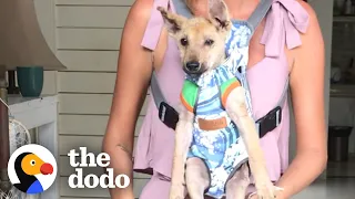 Terrified Puppy Found All Alone has an Insane Glow Up | The Dodo Little But Fierce
