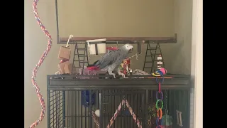 Talking Parrot Tells Cat to Quiet Down || ViralHog