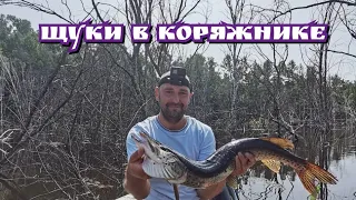 Ловля щуки в коряжнике. Рыбалка на Нижнебурейском водохранилище.