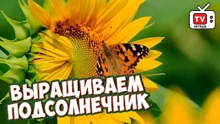 ПОДСОЛНЕЧНИК Декоративные виды 🌻 Как правильно рассчитать сроки посадки? обзор