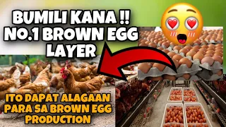 ANG NO.1 BROWN EGG PRODUCTION NA FREE RANGE CHICKEN /BROWN DEKALB  Ito dapat bilhin mo