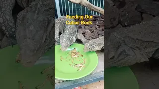 Feeding Our Cuban Rock Iguana #cubanrock #iguana #iguanaindonesia #iguanalovers #reptile #shorts