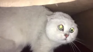 Кот в шоке!Смотреть со звуком!Cat is shocked!