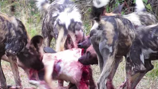 AFRICAN WILD DOG (Warning graphic content)