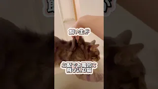 飼い主が心配でお風呂に飛び込む猫……