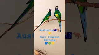 🐦🥰 My Port Lincoln parrots 🐦🦘🇦🇺 love these beauties #shorts #short #birds #parrot #australia #pets