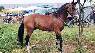 FEIRA DE CAVALOS EM CARUARU-PE   08-08-2023  #nordeste