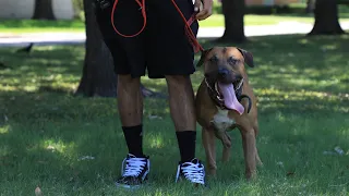 Owning a Game Bred Pitbull !