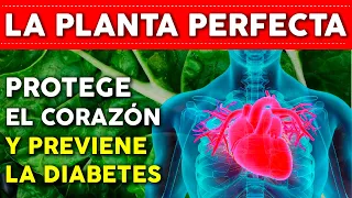 Esta planta previene la DIABETES y protege el CORAZON