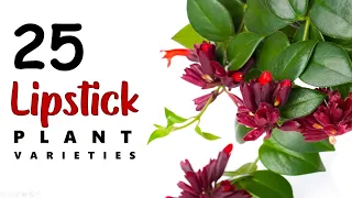 25 LIPSTICK PLANT VARIETIES AND CARE TIPS / HERB STORIES