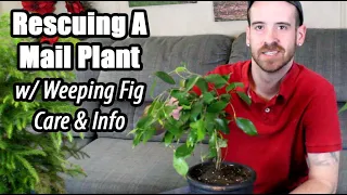 How to Revive a Stressed Plant (Weeping Fig Care & Info)