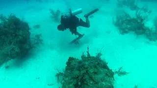 Grouper Eating Lion Fish in Belize....