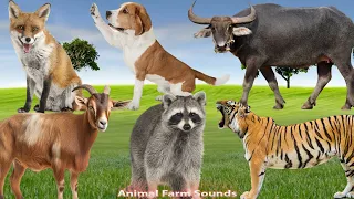 Animal Farm Sounds: Raccoon, Buffalo, Tiger, Fox, Goat, Dog - Animal Paradise