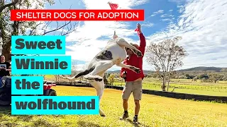 Sweet Wolfhound X | Day Out of the Shelter | Adopt Winnie