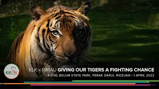 KLK x RIMAU - Giving Our Tigers a Fighting Chance