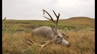 Spot and stalk mule deer in South Dakota