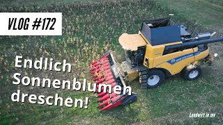 Vlog #172 Endlich Sonnenblumen dreschen! Wie sind die Erträge? Funktioniert das mit dem Pflücker?