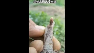 六种常用的嫁接方法，你喜欢哪一种方法。6 way to fruit tree grafting