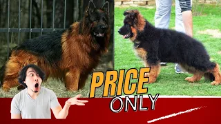 Urgent sale Long hair German Shepherd puppies 2024 call now 9373137719 | German shepherd for sale