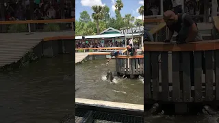 Does the giant alligator bite his arm off? This is Gatorland in Orlando Florida.