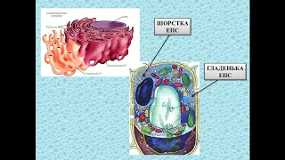 Біологія 6 клас. Урок №7 «Будова клітини»