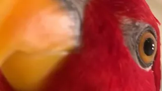 Red birb🍅RAWRx2 + wuewuewuewuex2