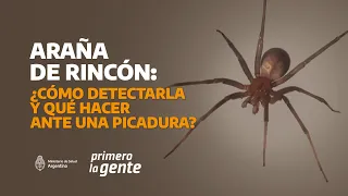 Araña de Rincón: ¿Cómo detectarla y qué hacer ante una picadura?