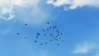 Спортивные голуби /Первые полеты молодых голубей 2021/ Racing pigeons/First flights of young pigeons