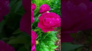 Красивые Пионы💖Нежные и Яркие🍃Beautiful Peonies Delicate & Bright💝🍃