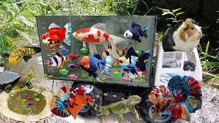 Catch ornamental fish, colorful fish, glofish, koi fish, goldfish, moly fish, pomfret fish