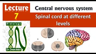 Spinal cord at different levels-Histology-CNS module