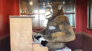 Singing Sam the Gorilla Man Playing Piano in the Yard at Wall Drug in Wall, SD - Vintage Animatronic