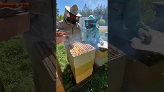 Когда будет результат с прополисных сеток? #пчеловодство #пчёлы #beekeeper #прополис #beekeeping